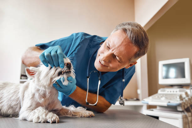 Best Knocked-Out Tooth Emergency  in Carthage, IL